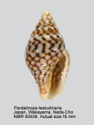 Pardalinops testudinaria (2)